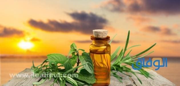 +10 أهم فوائد اكليل الجبل للشعر | الطريقة الصحيحة لاستعماله اكليل الجبل للشعر