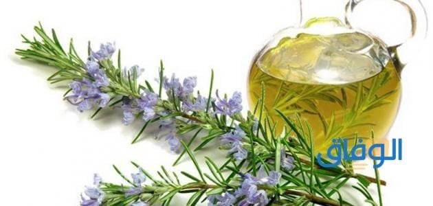 +10 أهم فوائد اكليل الجبل للشعر | الطريقة الصحيحة لاستعماله فوائد إكليل الجبل للشعر