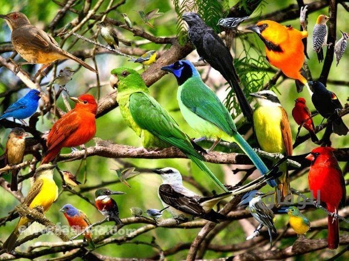 اجمع كلمات لاسماء طيور