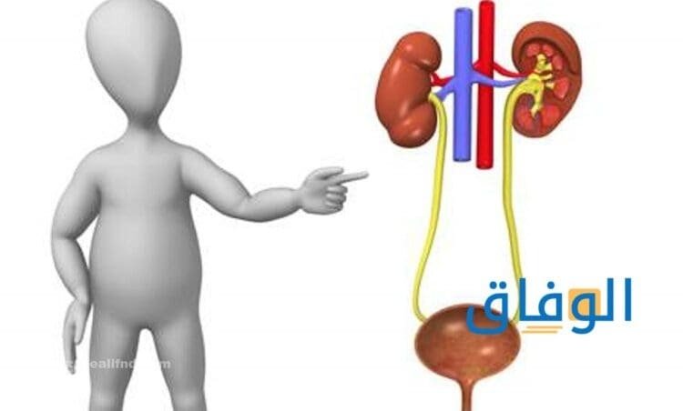 أسباب حرقان البول| +9 مشروبات لعلاج حرقان البول