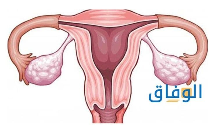 الجهاز التناسلي للمرأة