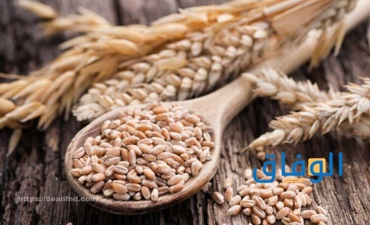 الفرق بين القمح والشعير|+ 8 فروق لن تصدقها