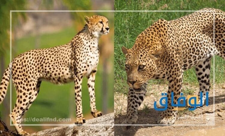 الفرق بين النمر والفهد|+20معلومة تهمك