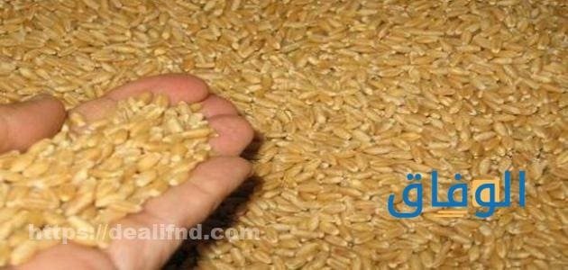 الفرق بين القمح والشعير 