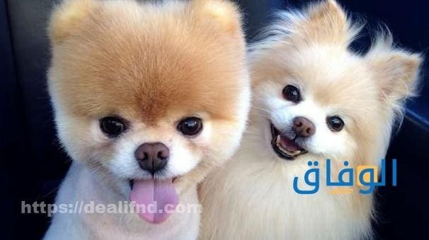 اسماء كلاب ذكور