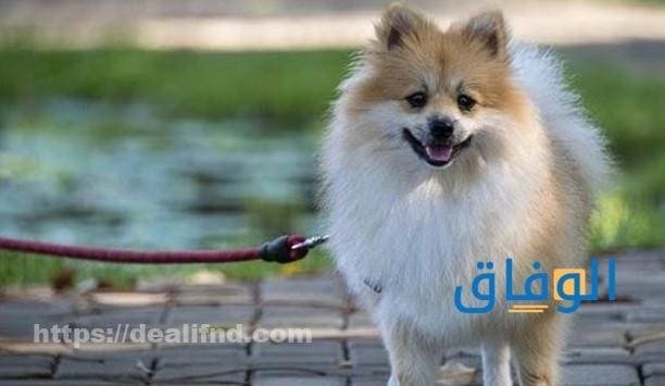 اسماء كلاب ذكور