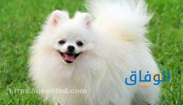 اسماء كلاب ذكور