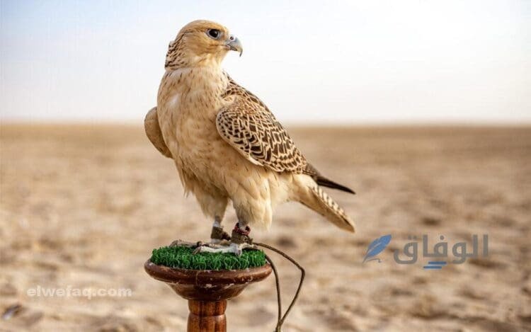 سعر صقر شاهين