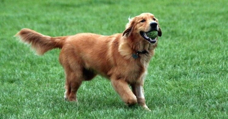 تفسير حلم الكلاب