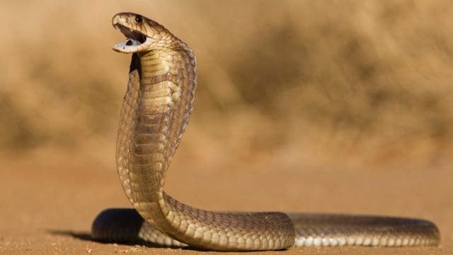 تفسير حلم ثعبان يهاجمني: تفسير غير متوقع قد يغير نظرتك!