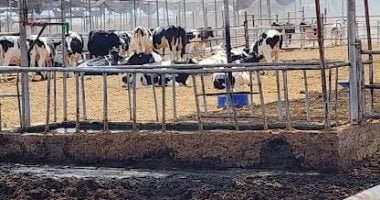 إنقاذ 2000 رأس ماشية من حريق بإحدى المزارع فى أبو صوير بالإسماعيلية
