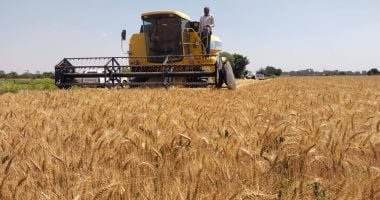 ارتفاع توريد القمح المحلى إلى 128 ألف طن وزيادة التقاوى لـ481.829 طن بالدقهلية