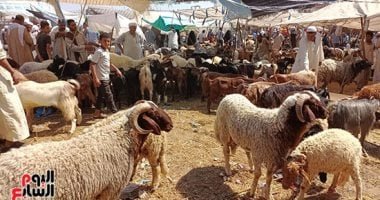 استمرار طرح الخراف الحية للأضاحى بشوادر وزارة التموين