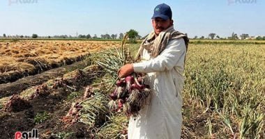 البصل الأحمر نور الغيطان..فرحة أهالى الدقهلية بموسم الحصاد