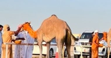 الزعفران.. ذهب عطرى من التراث يزين رؤوس الهجن الفائزة بسباقات الإمارات.. صور