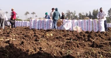 الفرحة تملأ مزارع القليوبية خلال حصاد البطاطس