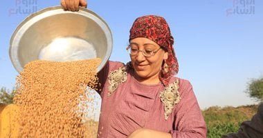 الليله عيد.. موسم حصاد القمح يرسم البسمة على وجوه الفلاحين