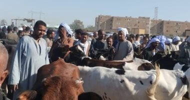 بيطرى الأقصر تطلق حملات على أسواق الماشية الأسبوعية لتحصين الماشية.. صور