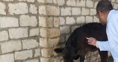 بيطرى الأقصر يطلق سلسلة من اللجان لفحص وتحصين الماشية ضد الحمى القلاعية
