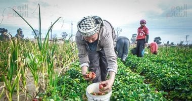 تعرف على أهم الظواهر الزراعية المرتبطة ببداية الصيف التدريجى