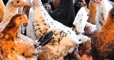 سعر الفراخ اليوم الجمعة 23-5-2025 فى المنوفية ..97 جنيها للكيلو