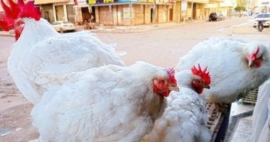 سعر الفراخ بالأسواق اليوم السبت فى المنوفية.. الفراخ البيضاء بـ 98 جنيها