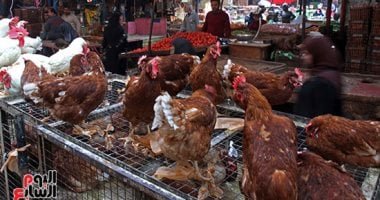محافظة قنا: لا يوجد أى انتشار للحمى القلاعية أو أى أمراض وبائية